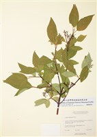 藏品(四照花)的圖片